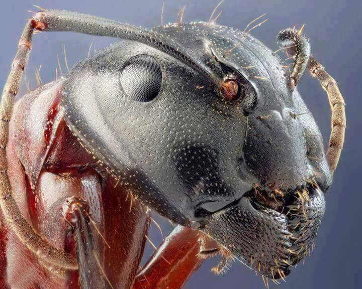 وجه النملة