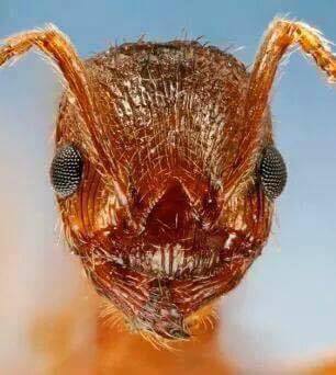 وجه النملة